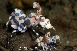 pair of harlequin shrimps. police pier - lembeh. 60mm mac... by Stew Smith 